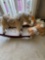Rockinghorse, eight stuffed animals