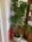 Decorative live tree