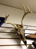 Animal skull with Antlers