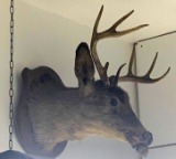 Taxidermy deer head wall mount