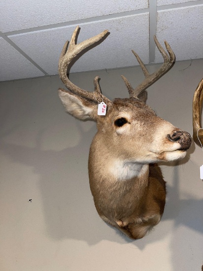 Nice eight point deer mount turned head