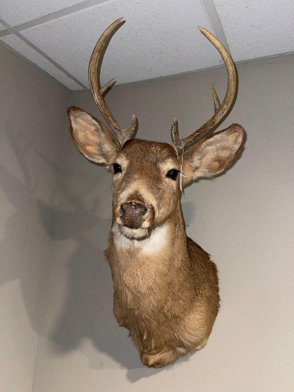 Nice six point deer mount