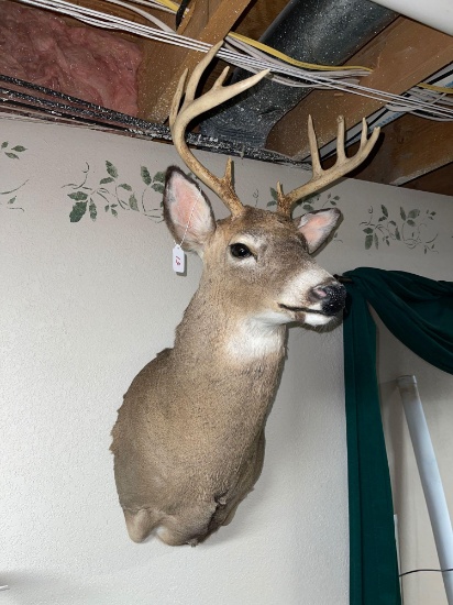 10 point deer mount