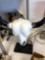 Wooden longhorn cow skull head