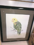 framed signed & number parrot picture