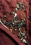 Assorted shark teeth