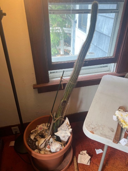 large cactus plant