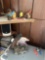 Bird knickknacks and miscellaneous in kitchen