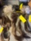 8- wig hair ponytails and clips