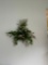 2 artificial plants on wall - pool room