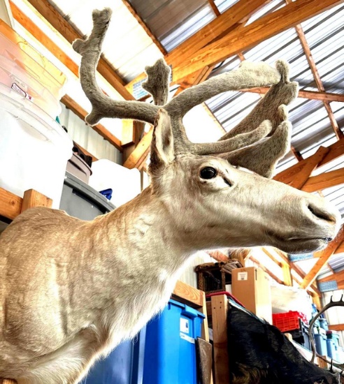 caribou head mount