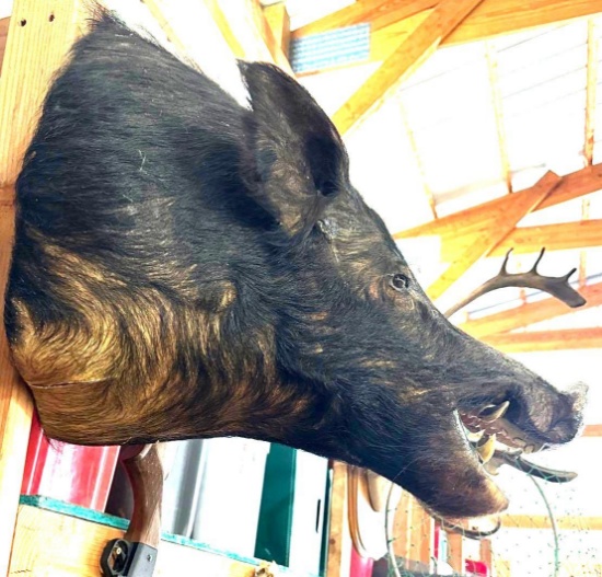boar head mount
