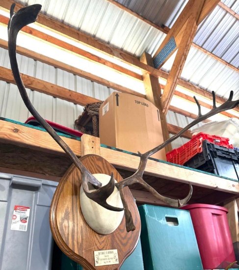 caribou antlers mount