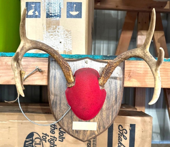 deer antlers