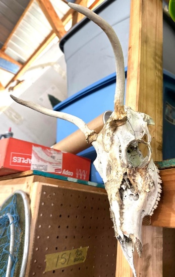 Animal skull