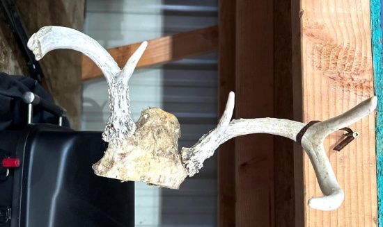 antlers