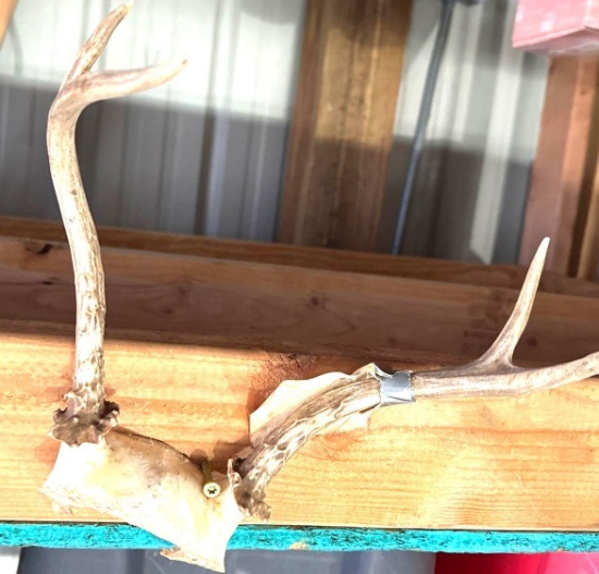 antlers