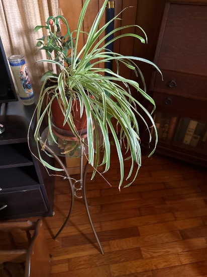 2- Living Plants and stands