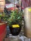 10 in Black Vase