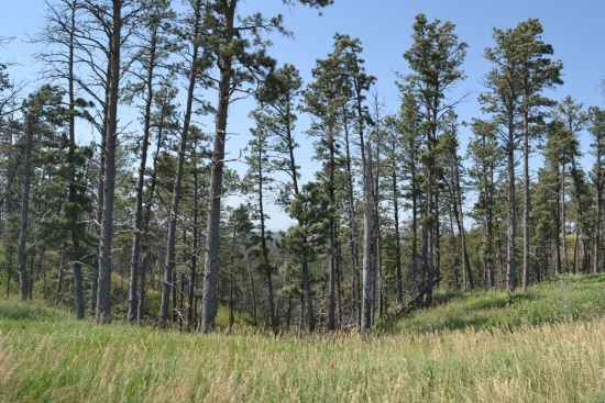 33 Acres in the Pine Trees south of Chadron, NE