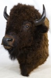 Buffalo Taxidermy Head Mount