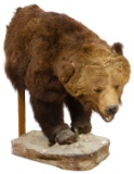 Brown Bear Taxidermy 'Walking' Half-body Mount