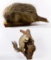 Porcupine and Squirrel Full Body Mount Taxidermy