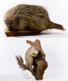 Porcupine and Squirrel Full Body Mount Taxidermy