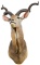Spiral-Horned Antelope (Kudu) Taxidermy Shoulder Mount