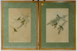 Hand Colored Bird Prints by Gould and Richter