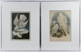 J J Audubon and J Gould Bird Prints