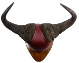 Cape Buffalo Mounted Horns