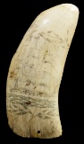 Whale Tooth Scrimshaw Carving