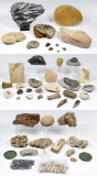 Natural History Fossil Assortment