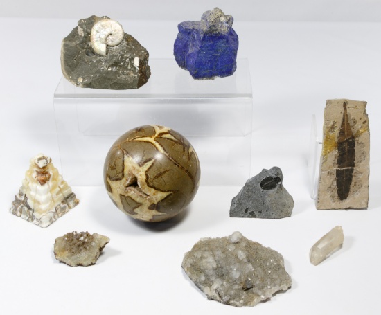 Natural History Assortment