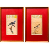 Persian Gouache on Paper Bird Illustrations