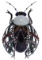 Iradj Moini Beetle Brooch