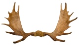 Moose Antlers