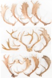 Antler Assortment