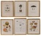 Botanical and Mushroom Etching Assortment