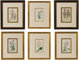 Botanical Etching and Print Assortment