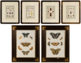 Entomology Colored Etching and Print Assortment