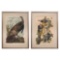 After John James Audubon (American, 1785-1851) Bien Edition Chromolithographs