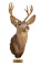 Four-Point Mule Deer Taxidermy Shoulder Mount
