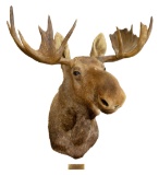 Alaskan Bull Moose Taxidermy Shoulder Mount