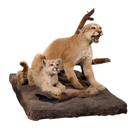 American Mountain Lion and Cub Full Mount Taxidermy Art, Antiques