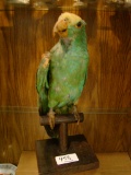 PARROT ON PERCH