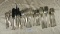 APPROX. 49 PIECES ASSORTED COMMUNITY SILVER PLATED UTENSILS