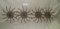 4 PRIMITIVE METAL COULTER WHEELS