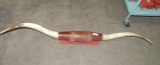 SET MOUNTED TEXAS LONGHORN HORNS - WILL NOT SHIP